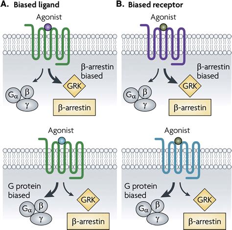 beta arrestin pathway|Beta.